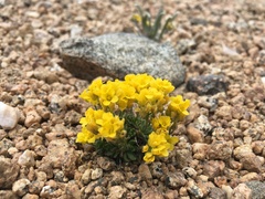 Draba lemmonii