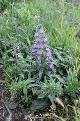 Echium vulgare