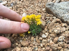 Draba lemmonii