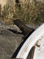 Sceloporus occidentalis