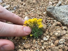 Draba lemmonii