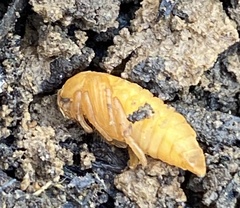 Monocesta coryli