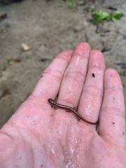 Eurycea chamberlaini