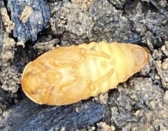 Monocesta coryli