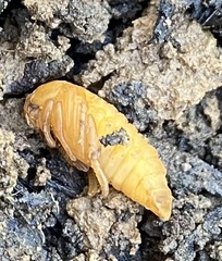 Monocesta coryli