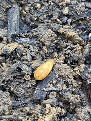 Monocesta coryli