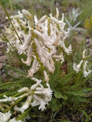 Astragalus reventus