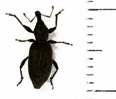 Gromilus veneris setarius