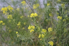 Sisymbrium loeselii