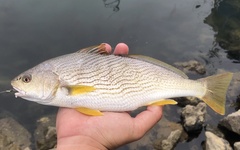 Umbrina roncador