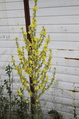 Verbascum songaricum