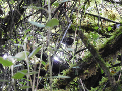 Scytalopus