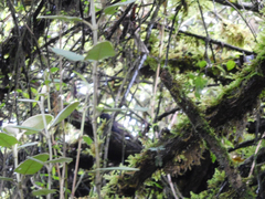 Scytalopus