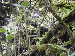 Scytalopus