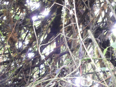 Scytalopus