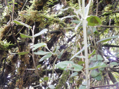Scytalopus