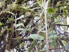 Scytalopus