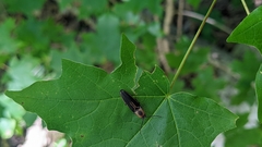 Megapenthes limbalis