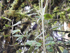 Scytalopus