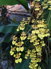 Oncidium sphacelatum