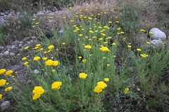 Achillea filipendulina