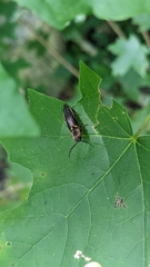 Megapenthes limbalis