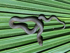 Liodytes rigida deltae