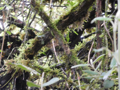 Scytalopus