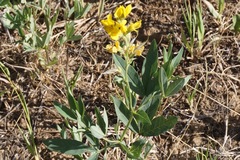Thermopsis montana