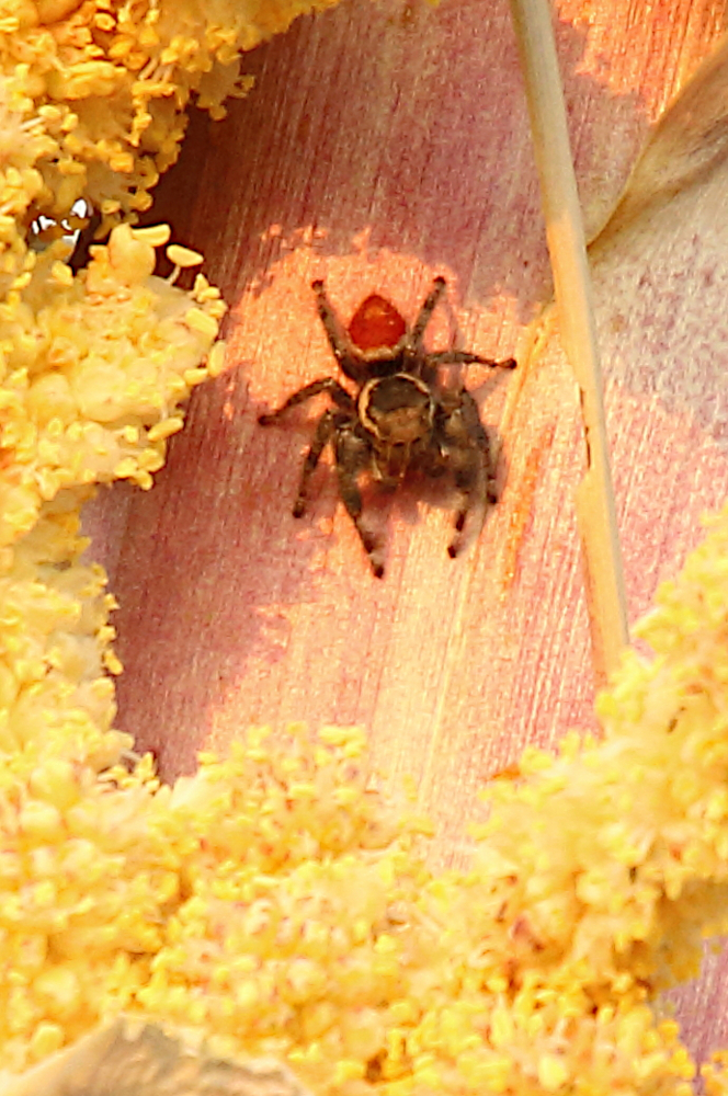 Phidippus vexans