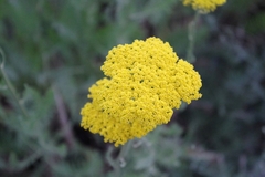 Achillea filipendulina