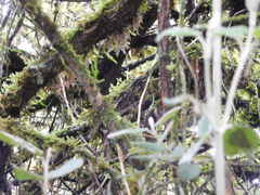 Scytalopus