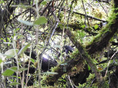 Scytalopus