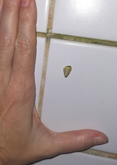 Drymaeus rufolineatus
