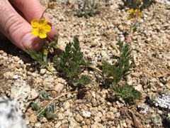 Potentilla breweri