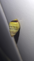Drymaeus rufolineatus