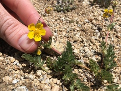 Potentilla breweri