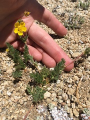 Potentilla breweri