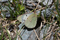 Colias phicomone