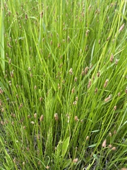 Eleocharis elliptica