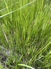 Eleocharis elliptica