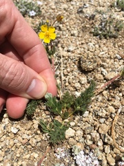Potentilla breweri