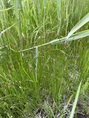 Eleocharis elliptica