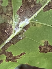 Cameraria hamadryadella