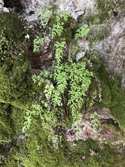 Cryptogramma stelleri