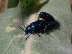 Chrysochus cobaltinus