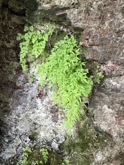 Cryptogramma stelleri