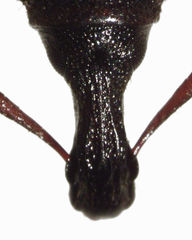 Gromilus veneris setarius