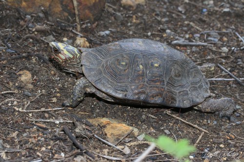 Mexican Spotted Terrapin