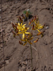 Bloomeria crocea